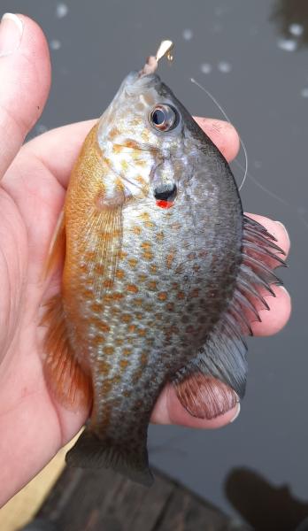 Pumpkinseed Hybrid - Wye East Rvr - 31Dec22.jpg