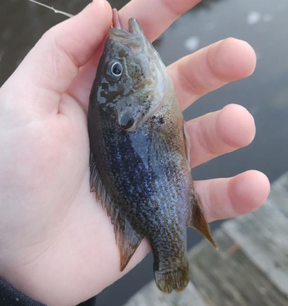 Livie Green Sunfish - Wye East Rvr - 30Dec22.jpg