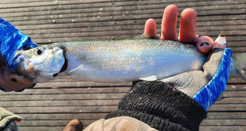 Livie Atlantic Herring - Magnolia Pier - 09Jan23.jpg