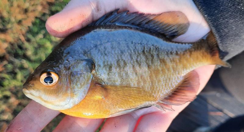 Livie Bluegill Sunfish - Wye East Rvr - 30Dec22.jpg