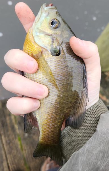 Livie Bluegill Sunfish - Wye East Rvr - 31Dec22.jpg