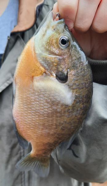 Livie Last Bluegill Sunfish - Wye East Rvr - 31Dec22.jpg