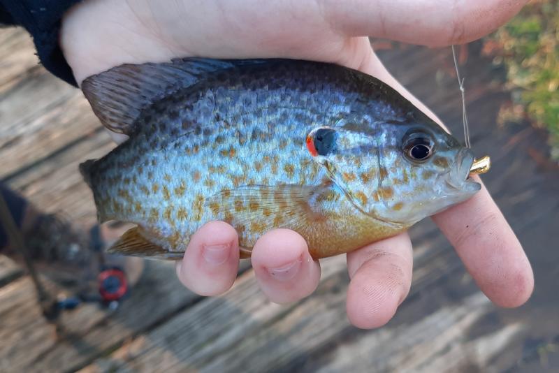 Livie Pumpkinseed - Wye East Rvr - 30Dec22.jpg