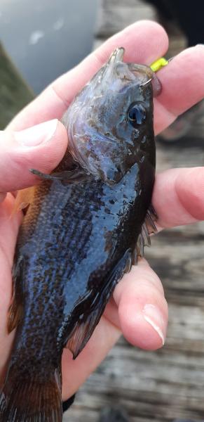 Green Sunfish - Wye East Rvr - 30Dec22.jpg