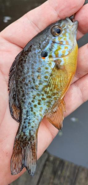 Pumpkinseed - Wye East Rvr - 31Dec22.jpg