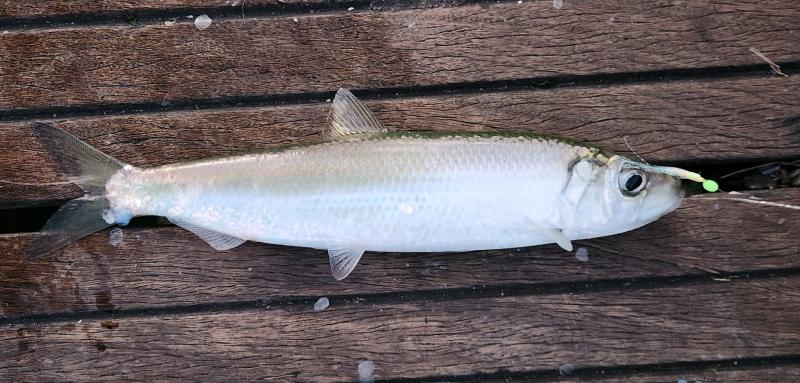 Atlantic Herring 2nd - Magnolia Pier - 09Jan23.jpg