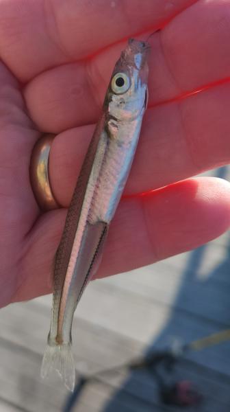 Atlantic Silverside - Magnolia Pier - 09Jan23 - 1st fish.jpg