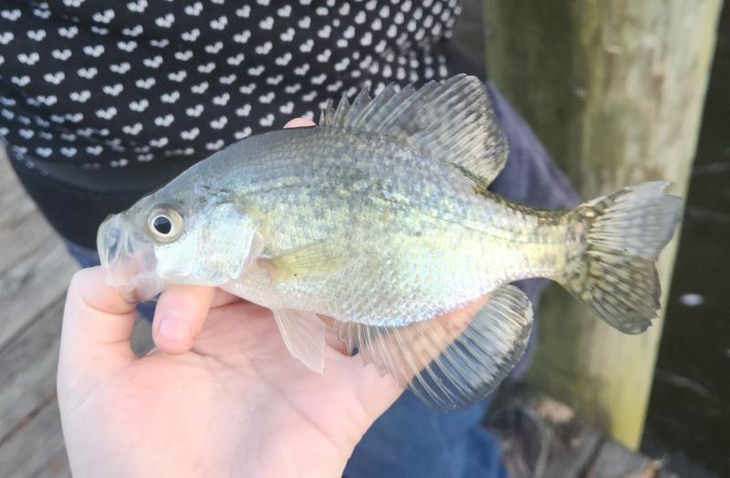 Livie Black Crappie - Wye East Rvr - 30Dec22.jpg