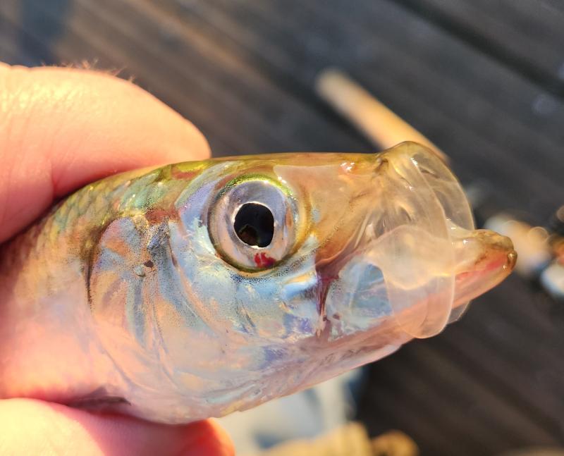 Atlantic Herring 1st CP - Magnolia Pier - 09Jan23.jpg