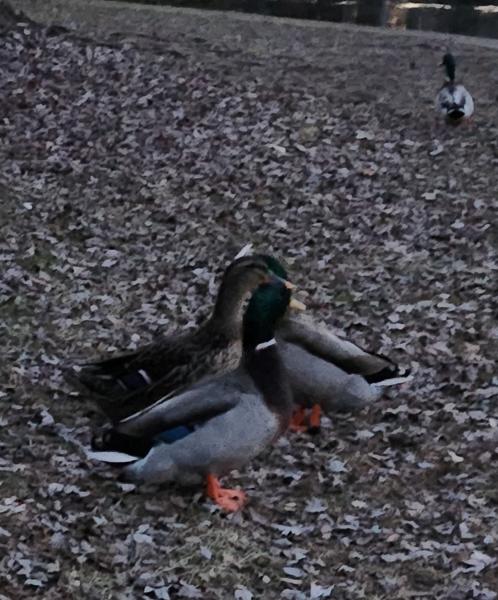 Allen Pond - Mallard Mafia -Bowie MD - 28Jan23.jpg