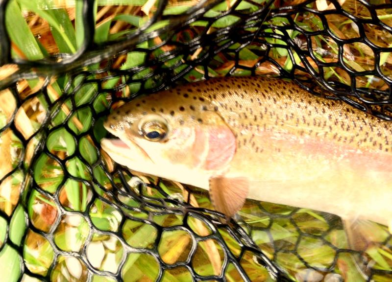 Crane Creek 1st McCloud rainbow 29Aug14.JPG