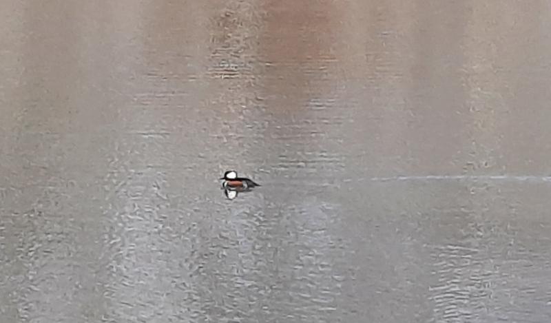 Hooded Merganser - Lake Churchill - Germantown MD - 11Feb23.jpg