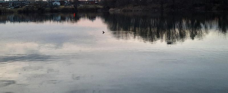 Pied Grebe - Stansbury Park Pond - Left - 11Feb23.jpg