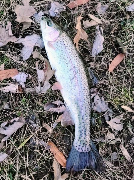 Rainbow Trout - Allen Pond - Bowie MD - 28Jan23.jpg