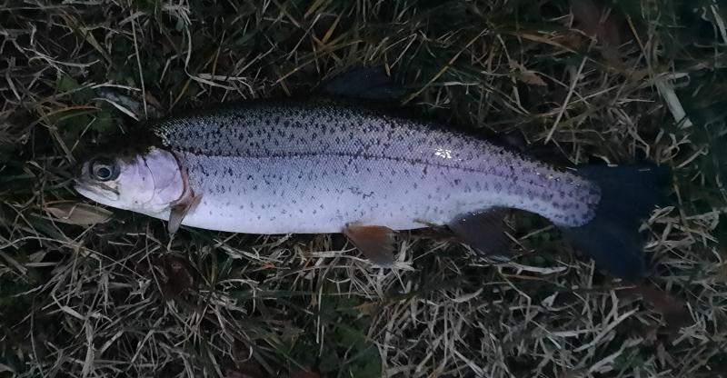 Rainbow Trout - Unicorn Branch - 01Feb23.jpg