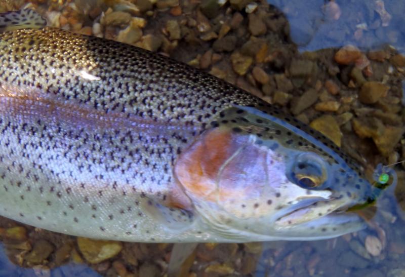 Rainbow Trout 2nd - Roaring River - 22Oct16.JPG