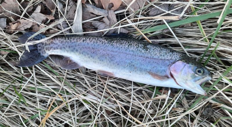 Rainbow trout - Stansbury Park Pond - 11Feb23.jpg