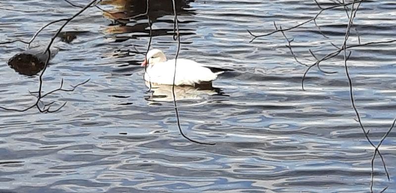 Ross's Goose - Lake Churchill - Germantown MD - 11Feb23.jpg