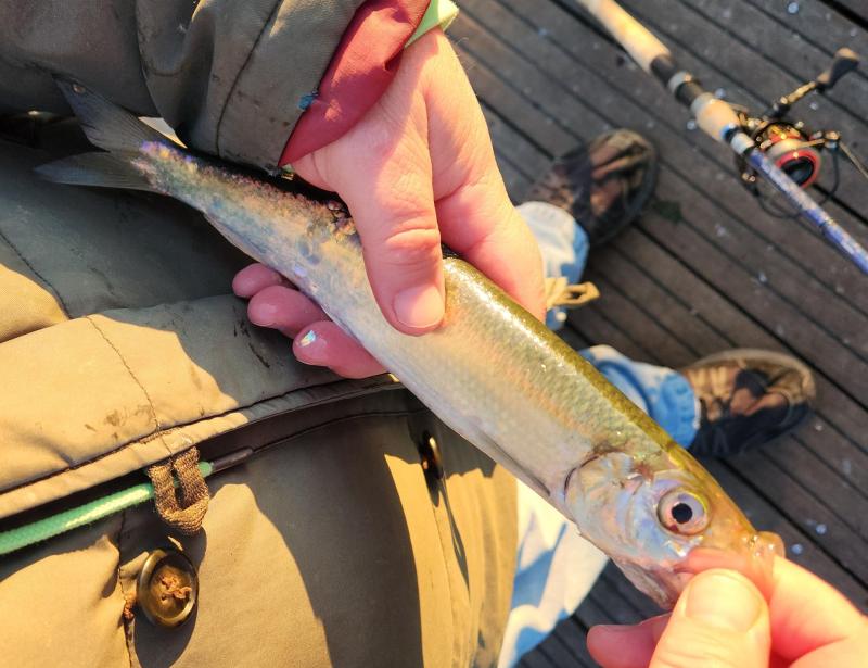 Atlantic Herring 1st - Magnolia Pier - 09Jan23.jpg