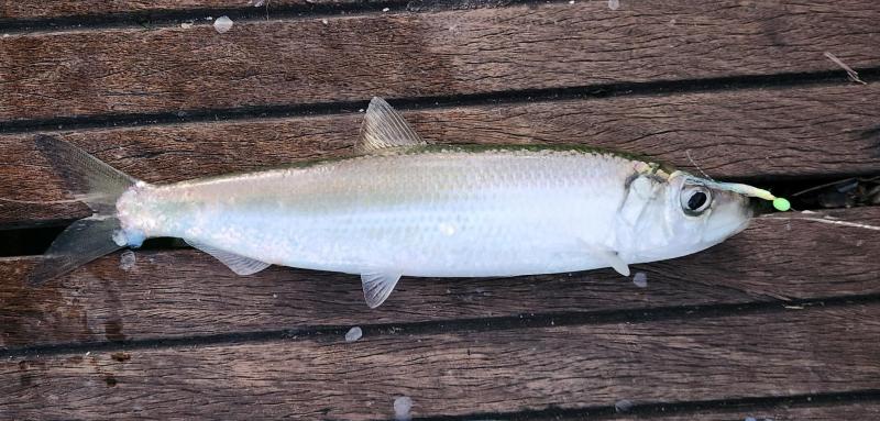 Atlantic Herring 2nd - Magnolia Pier - 09Jan23.jpg