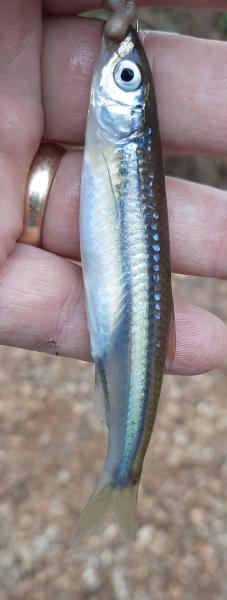 Emerald Shiner (2) - Red Rvr - 23Mar23.jpg