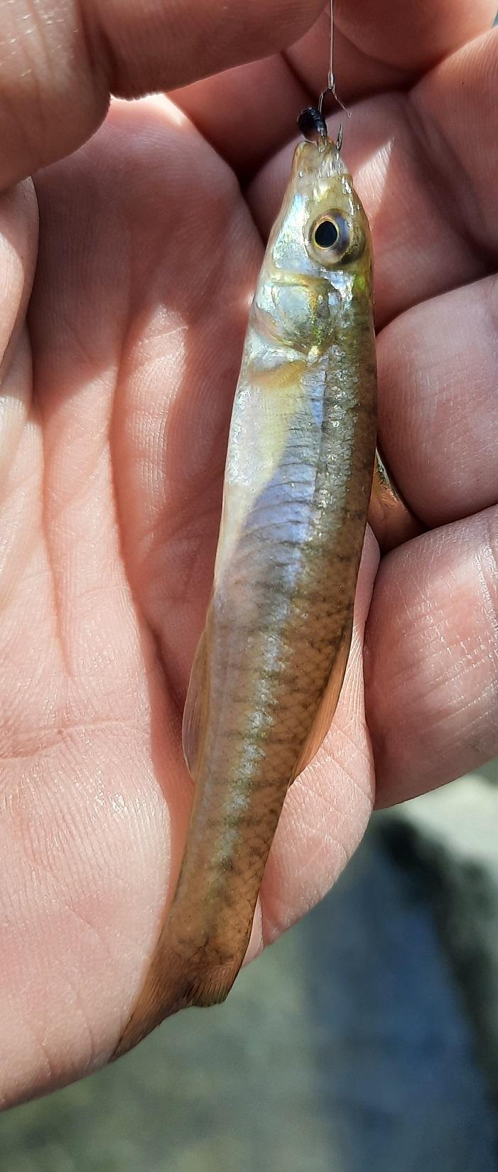 Shad Success - Finally! - General Angling Discussion - OzarkAnglers.Com  Forum