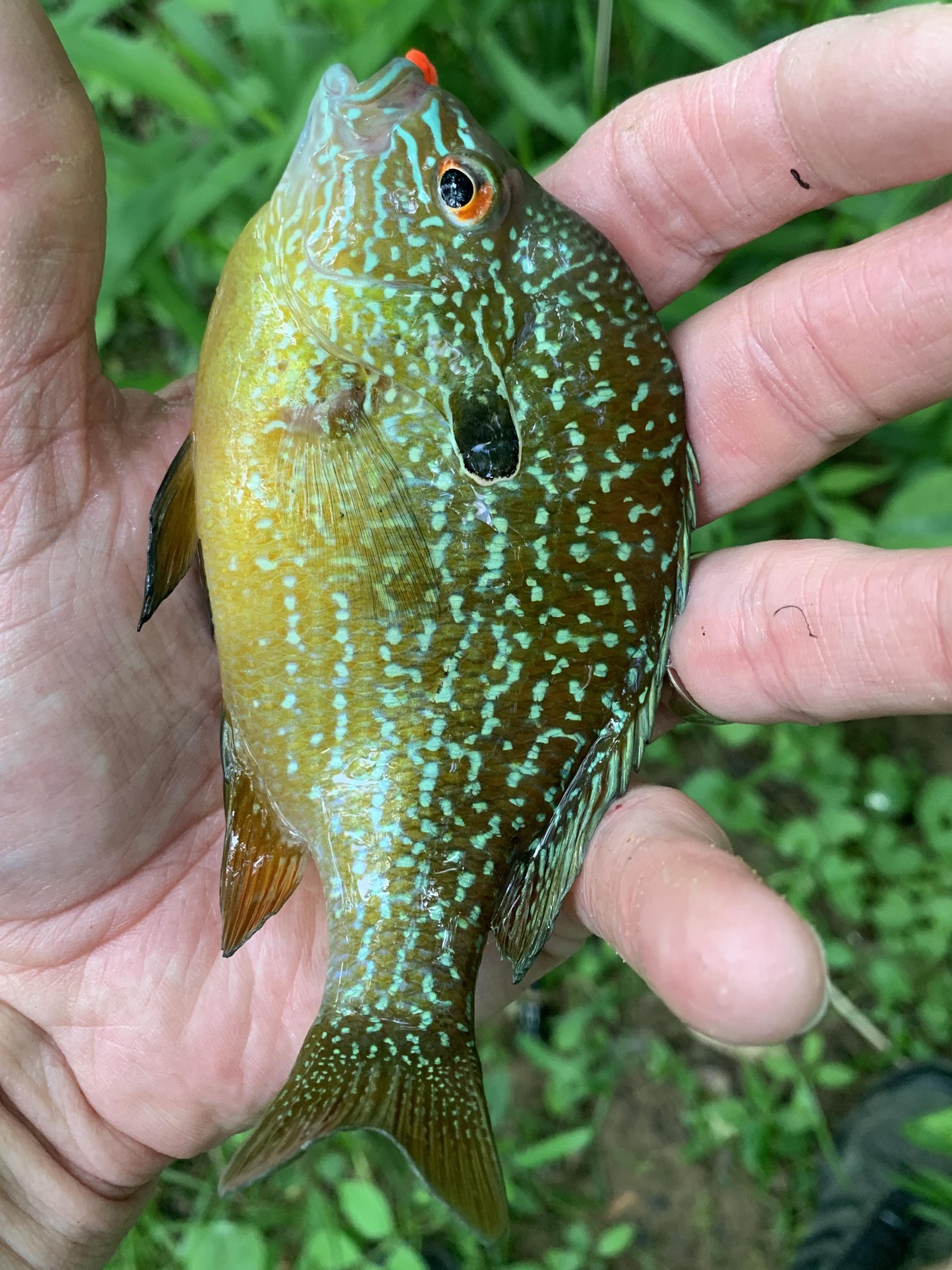 Longear Sunfish  Outdoor Alabama