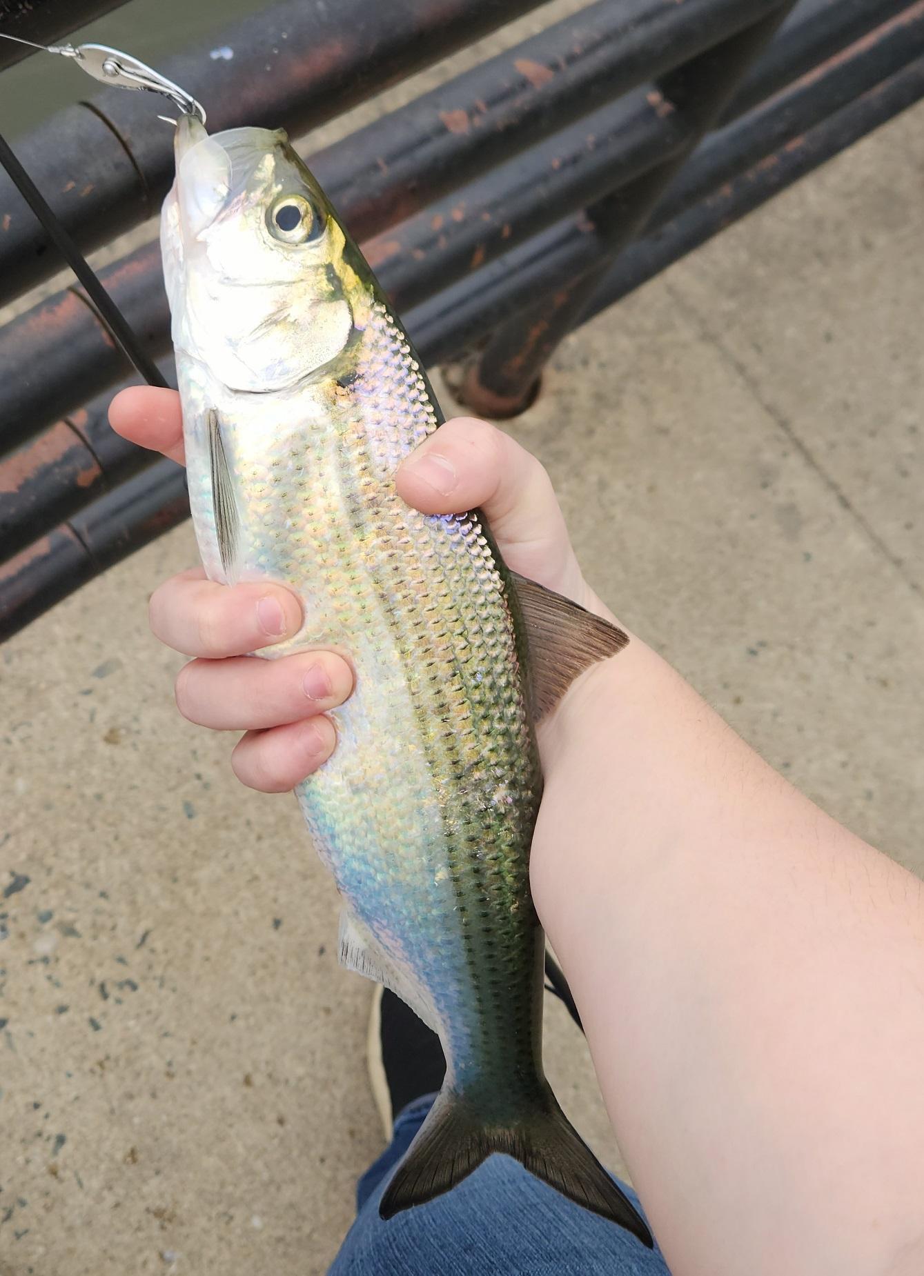 Shad Success - Finally! - General Angling Discussion