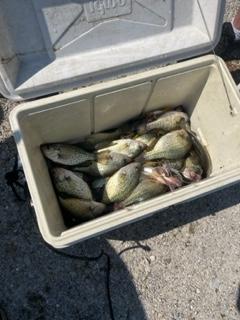 crappie1.jpg