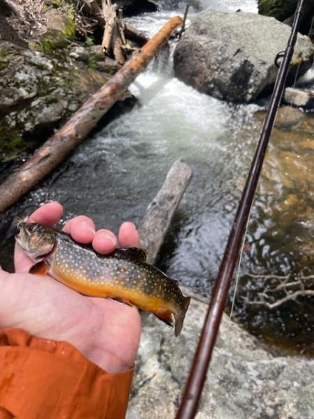 brookie just below Ouzel Falls.jpg