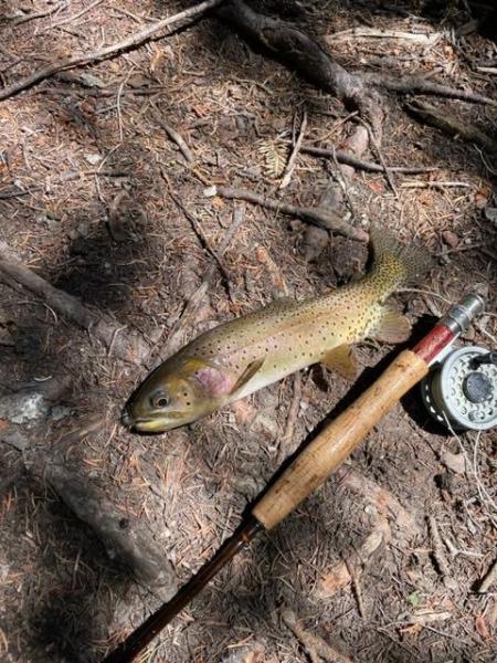 greenback cutt from Icy Brook above Loch.jpg