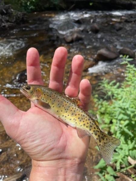 greenback cutt from above Calypso Cascades.jpg