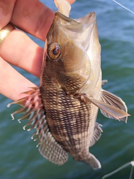 Black Sea Bass - Narragansett Bay - Ft Wetherill St Prk - 11Aug23.jpg