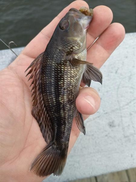 Black Sea Bass - Thames Rvr - Fort Trumbull - 10Aug23.jpg