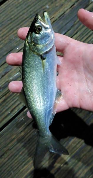 Bluefish - Thames Rvr - Fort Trumbull - 10Aug23.jpg