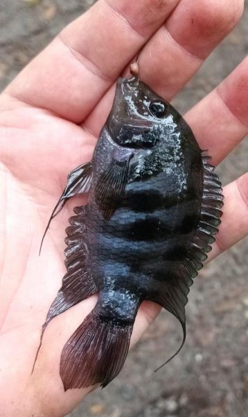 Convict Cichlid - Dickson Azalea park - 15Nov23.jpg