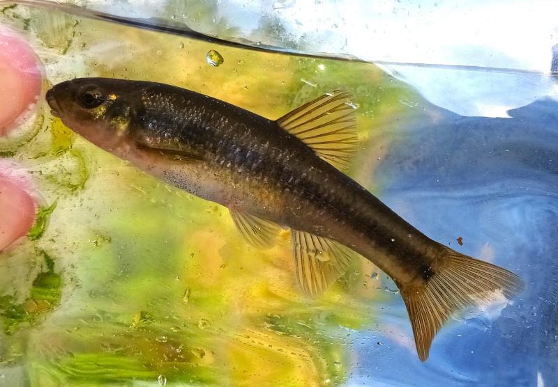 Cutlip Minnow - Eversink Rvr - 03Sep23.jpg