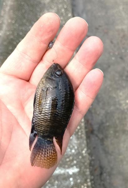 Dimerus Cichlid 2 - Alafia Rvr - 16Nov23.jpg