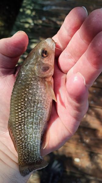 Gulf Killifish 2nd - 17Nov23.jpg