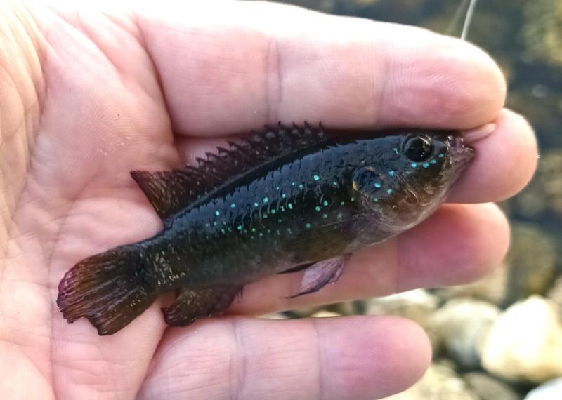 Letourneux's Jewel Cichlid 2nd - Faka Canal - 16Nov23.jpg