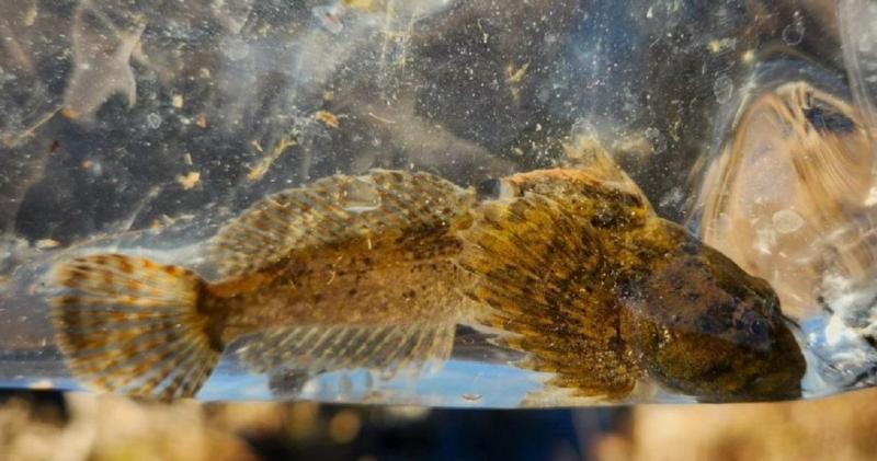 Mottled Sculpin 2nd 1 - 26Dec23.jpg