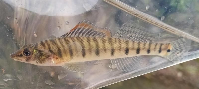 Ozark Logperch 2 - Beatty Crk - 06Oct23.jpg