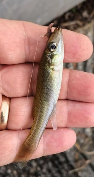 Seminole Killifish - Harris Lake - 15Nov23.jpg