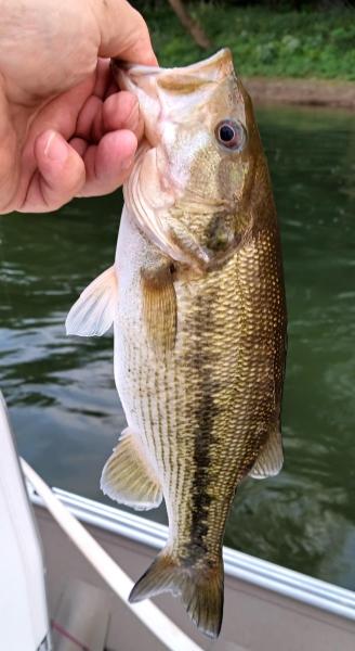 Spotted Bass - 12Oct23.jpg