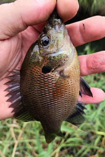 Spotted Sunfish 2nd - Shingle Creek - 15Nov23.jpg