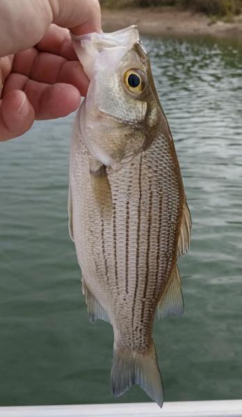 White Bass - 12Oct23.jpg