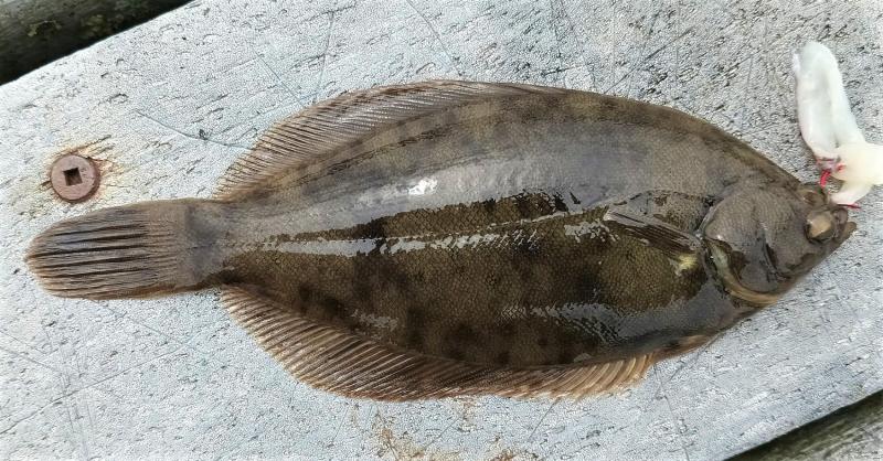 Winter Flounder - Thames Rvr - Fort Trumbull - 10Aug23.jpg