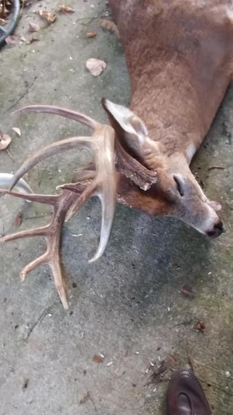 ABC Buck (1) - 17Nov16.jpg