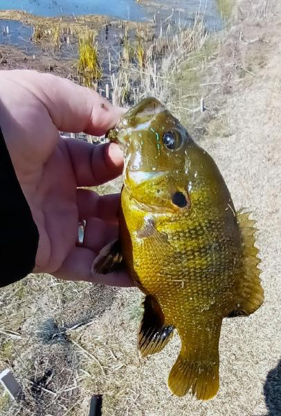 Green Sunfish - Adult - 09Mar24.jpg