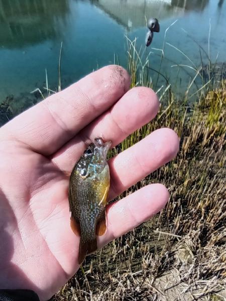 Green Sunfish 1st - 09Mar24.jpg